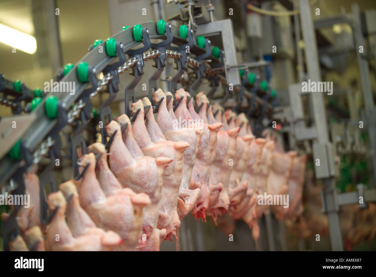 Chicken processing plant hires stock photography and images Alamy