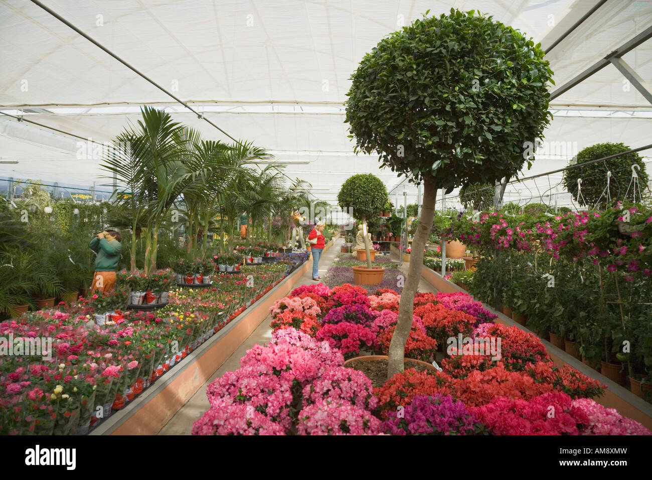 Garden centre plants hi-res stock photography and images - Alamy
