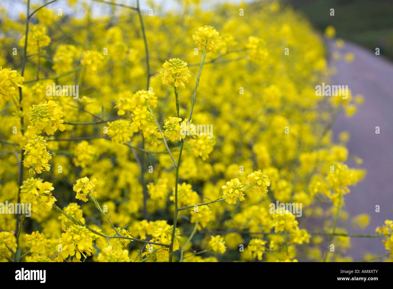 black mustard Brassica nigra in flower Stock Photo Alamy