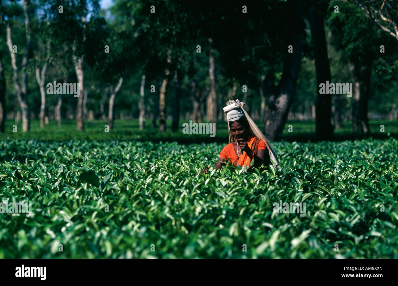 Tea picker at the Ethelwold Tea Estate factory near Dibrugarh, Assam, India, Asia. Stock Photo