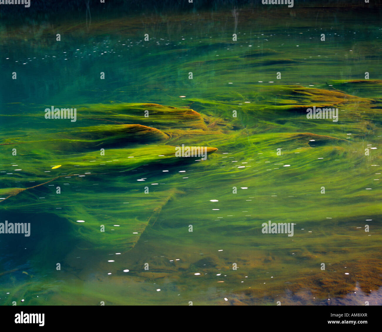 Algen im Nam Phak Fluss algae in the Nam Phak river near Oudomxay Stock Photo