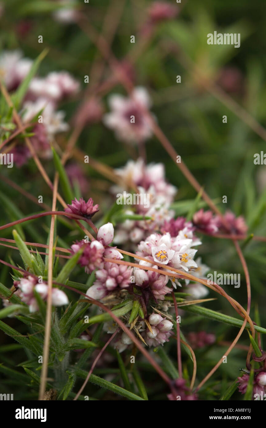 Parasitic parasite plant cuscuta epithymum hi-res stock photography and ...