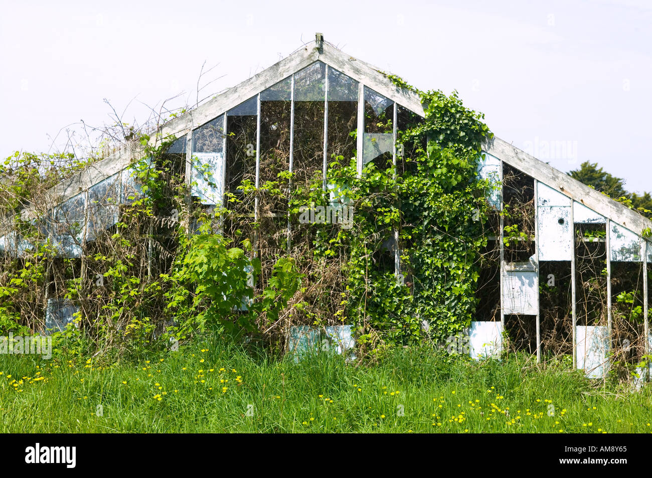 Over grown greenhouse in Guernsey Stock Photo Alamy