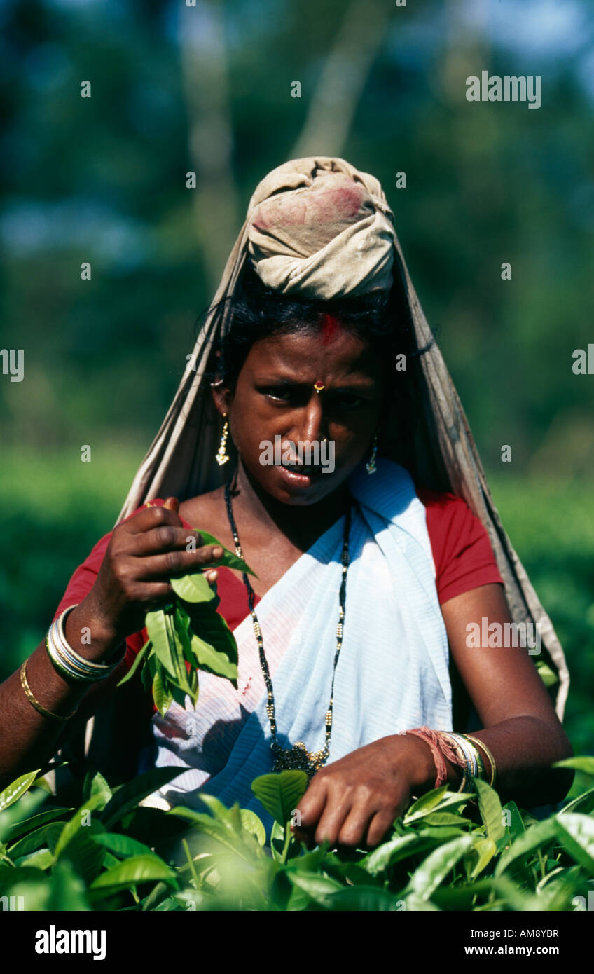 Tea picker at the Ethelwold Tea Estate factory near Dibrugarh, Assam, India, Asia. Stock Photo