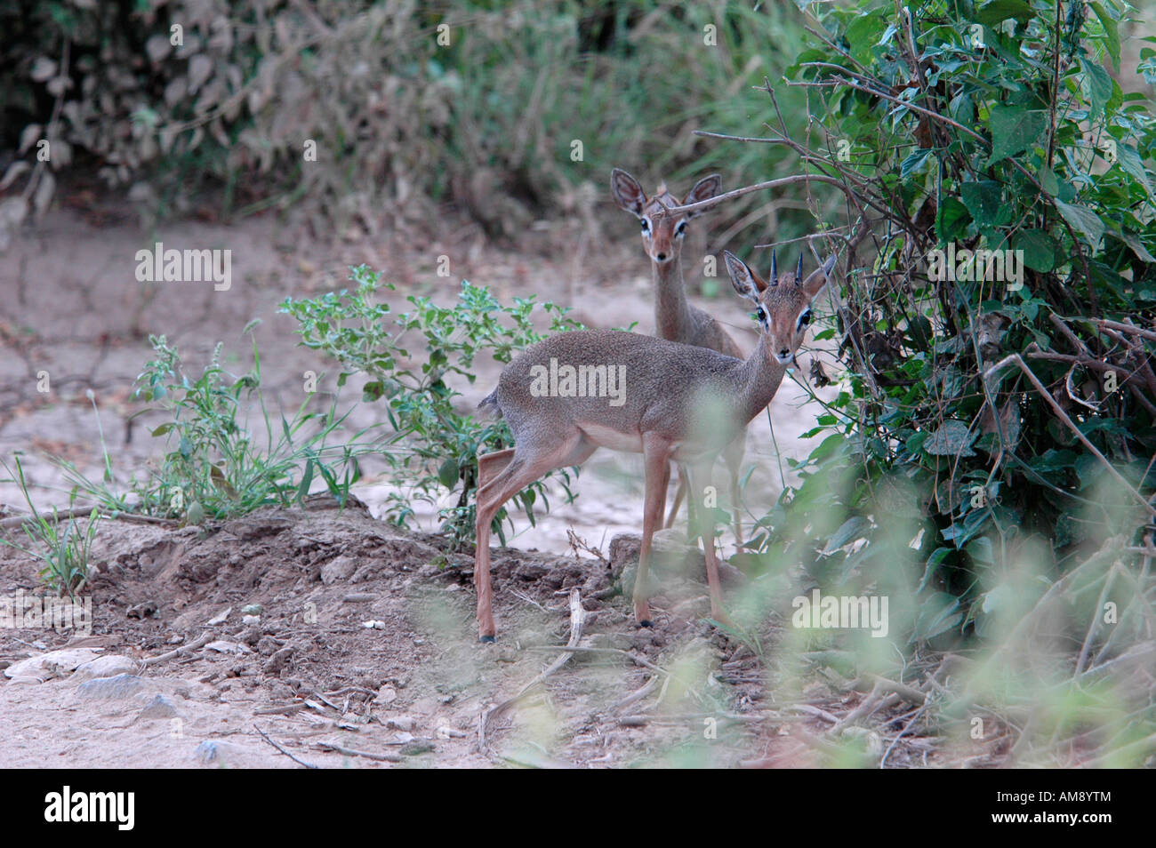 Kenya Samburu National Reserve Kenya Gunther s long snouted Dik dik Mandoqua guntheri the smallest antelopes Stock Photo