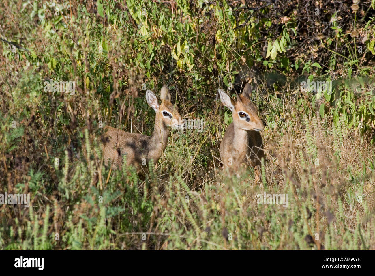 Kenya Samburu National Reserve Kenya Gunther s long snouted Dik dik Mandoqua guntheri the smallest antelopes Stock Photo