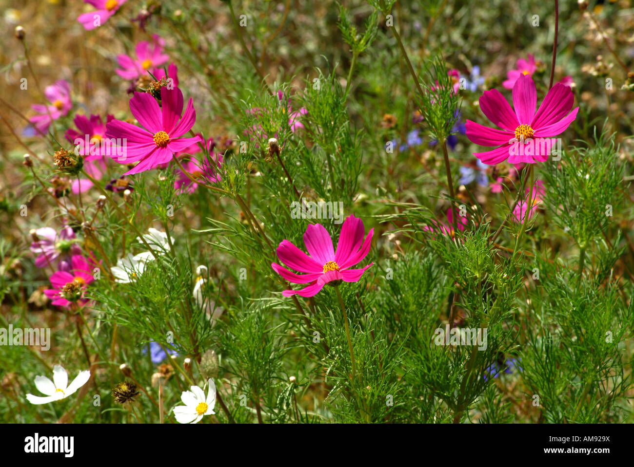 Pink wild daisy hi-res stock photography and images - Alamy