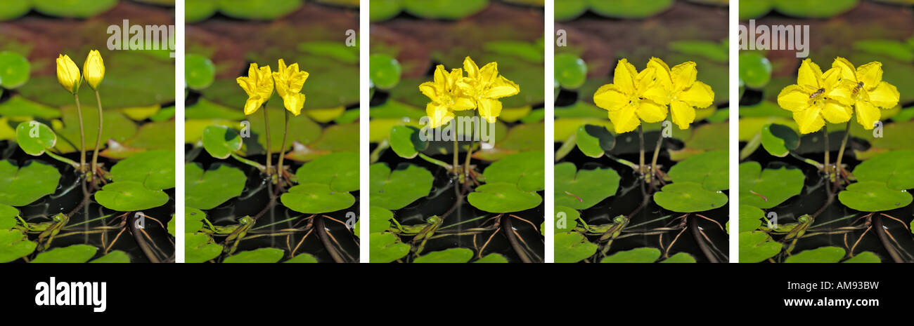 Sequence of images as flower buds open and are pollinated by hover flies, Nymphoides Peltata Water Fringe aquatic plant Stock Photo