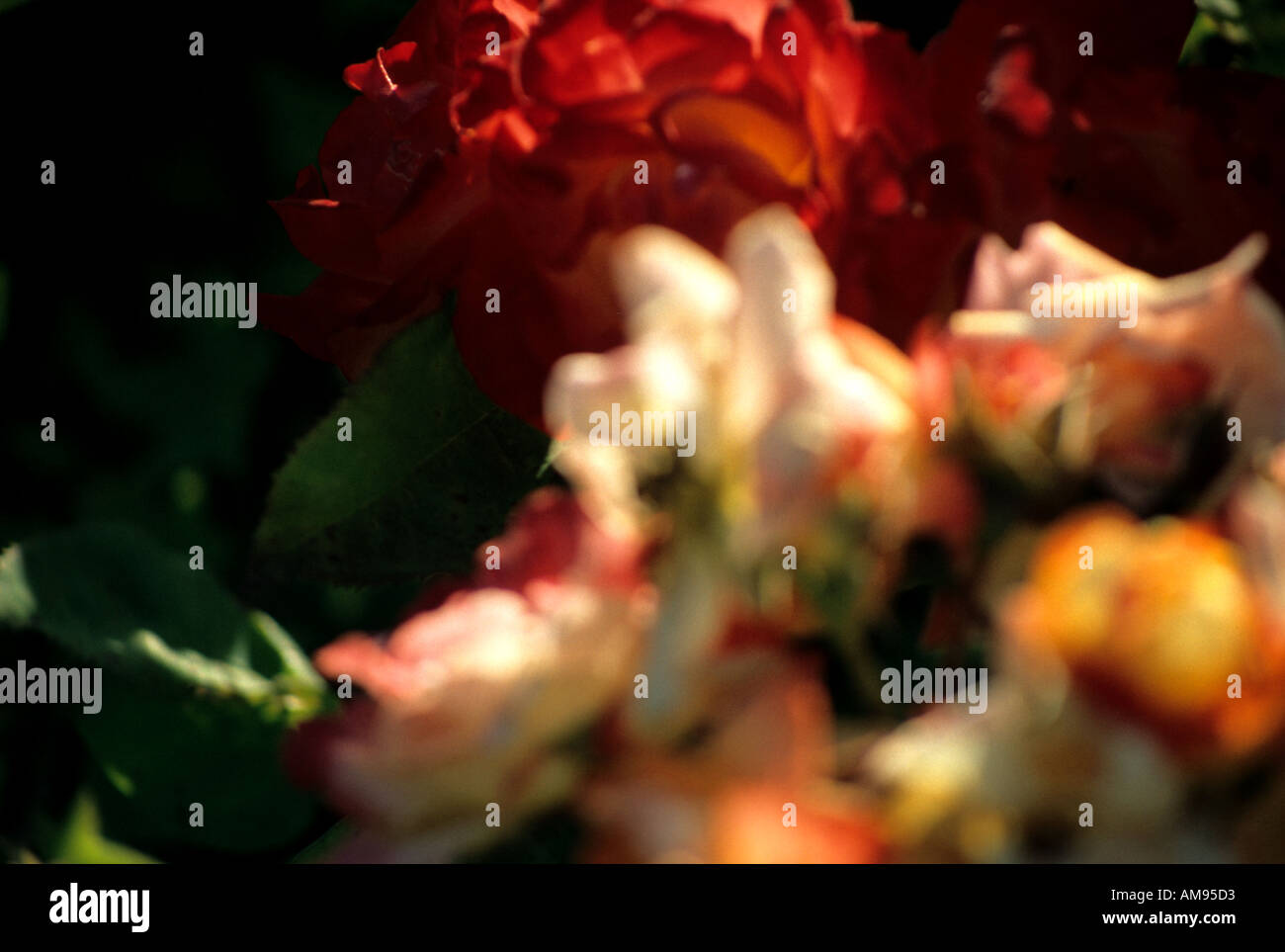 Cluster of colorful flowers hi-res stock photography and images - Alamy
