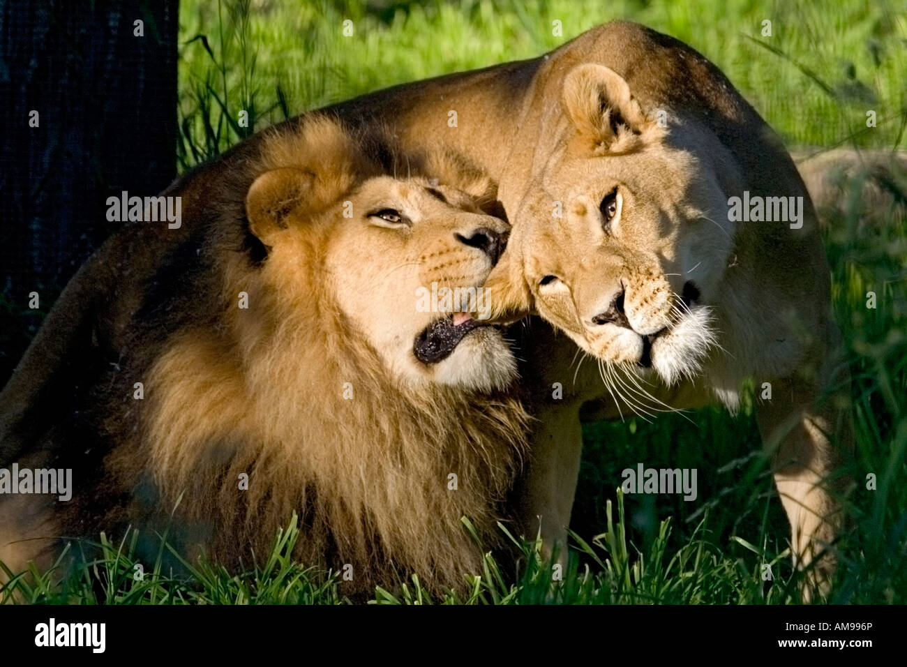 Amorous moment between lions Stock Photo - Alamy
