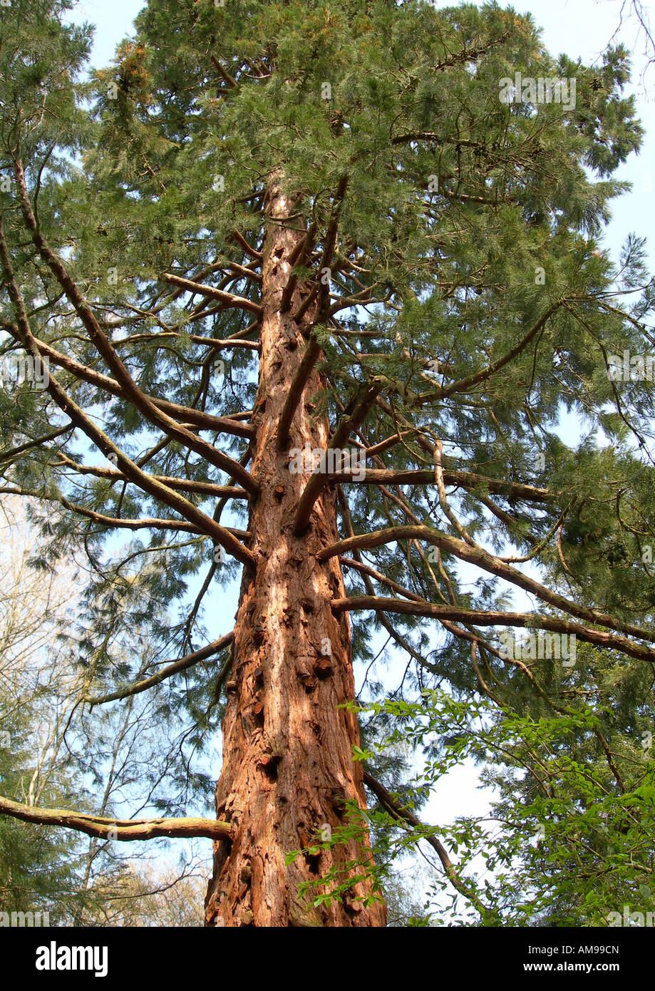 Giant Sequoia tree at Cluny Gardens, Perthshire, UK Stock Photo Alamy