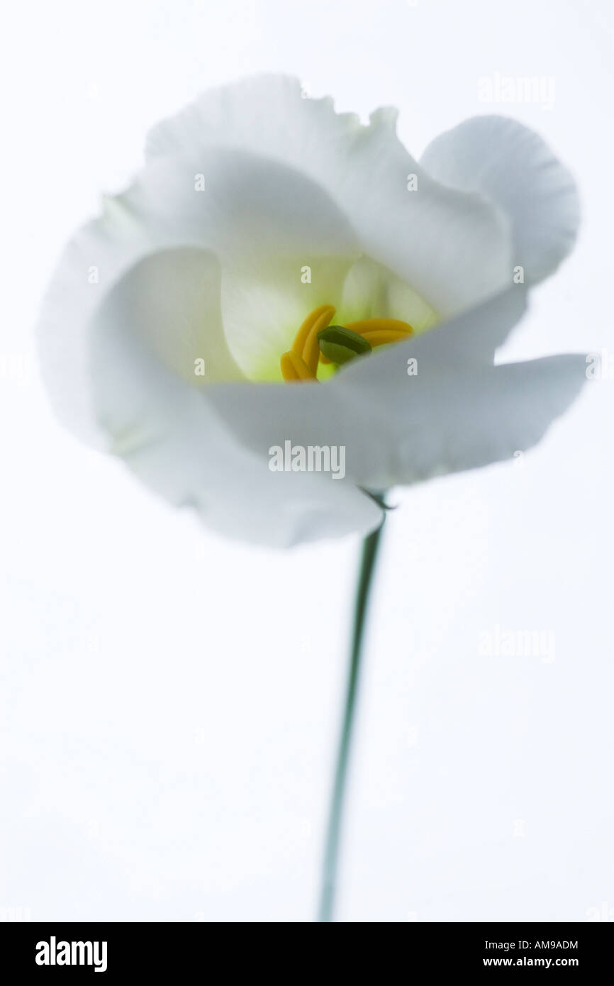Portrait of a White Lisianthus Flower on White Background Stock Photo