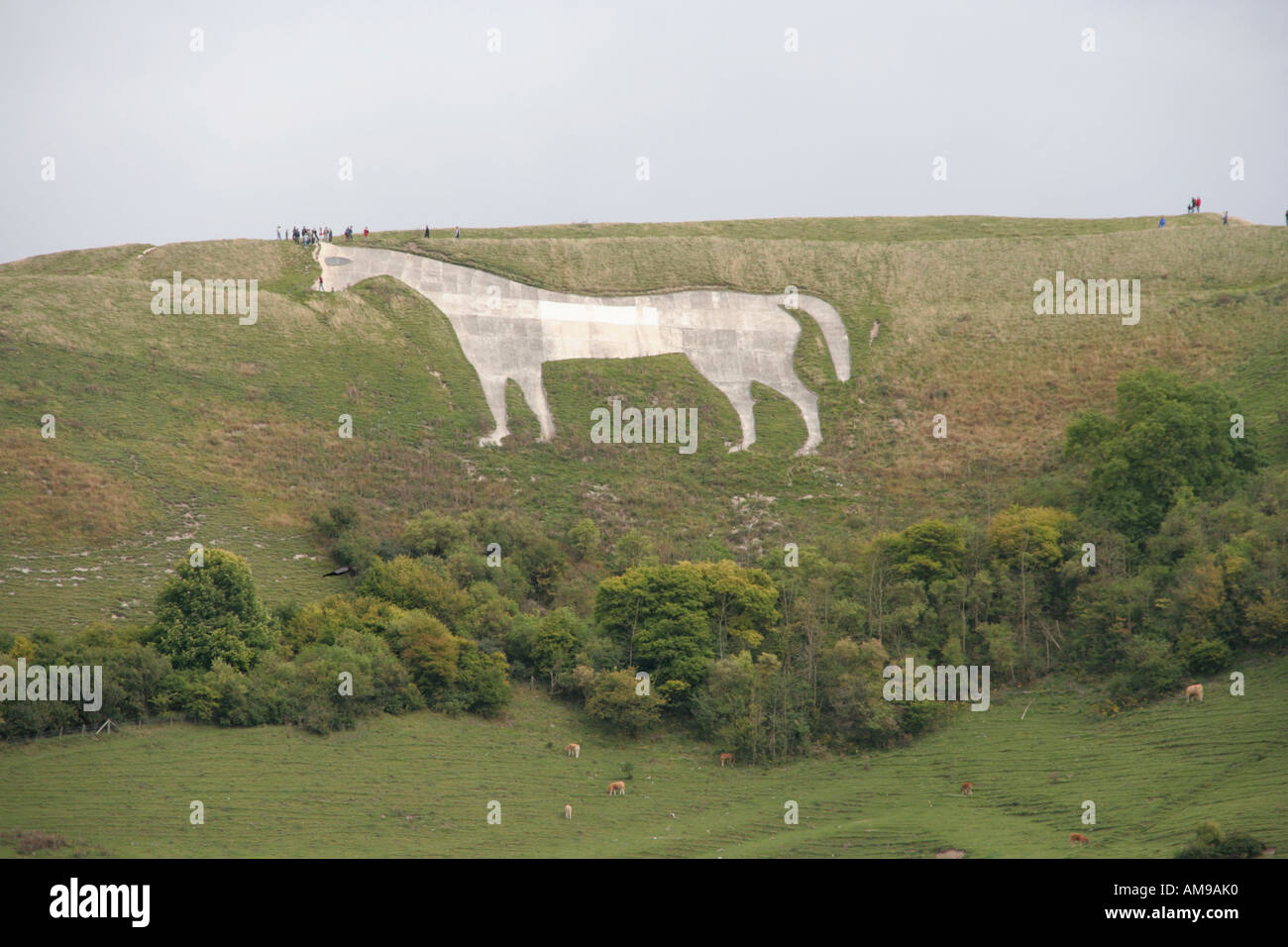 westbury hill white horse chalk carving wiltshire southern england uk