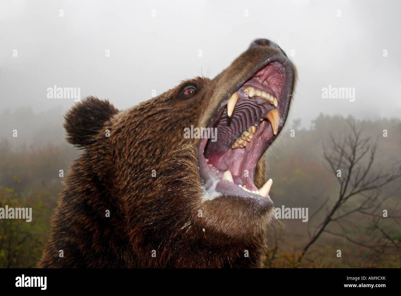 Brown bear attacking Stock Photo