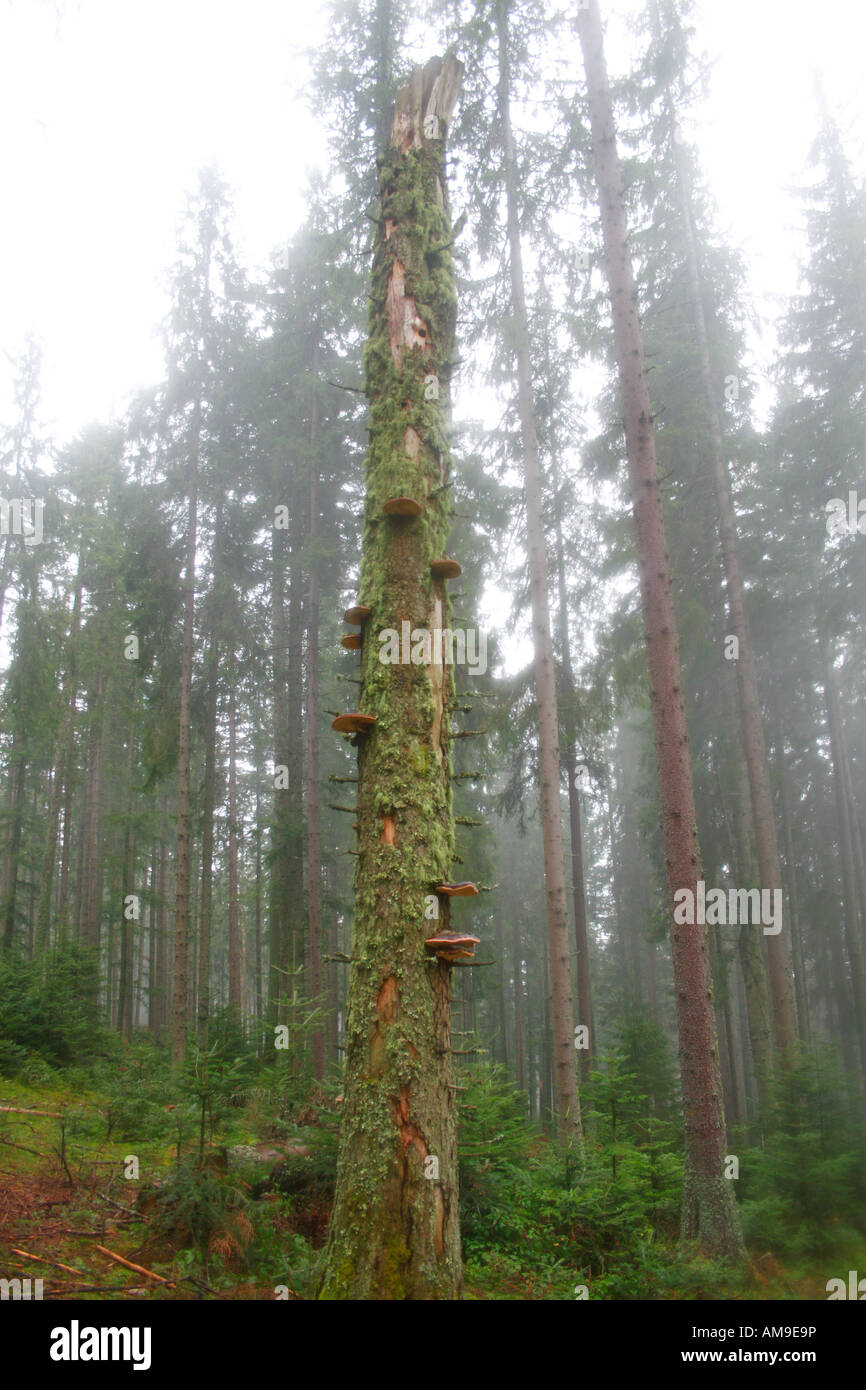 Conifer forest in Carpathians Stock Photo Alamy