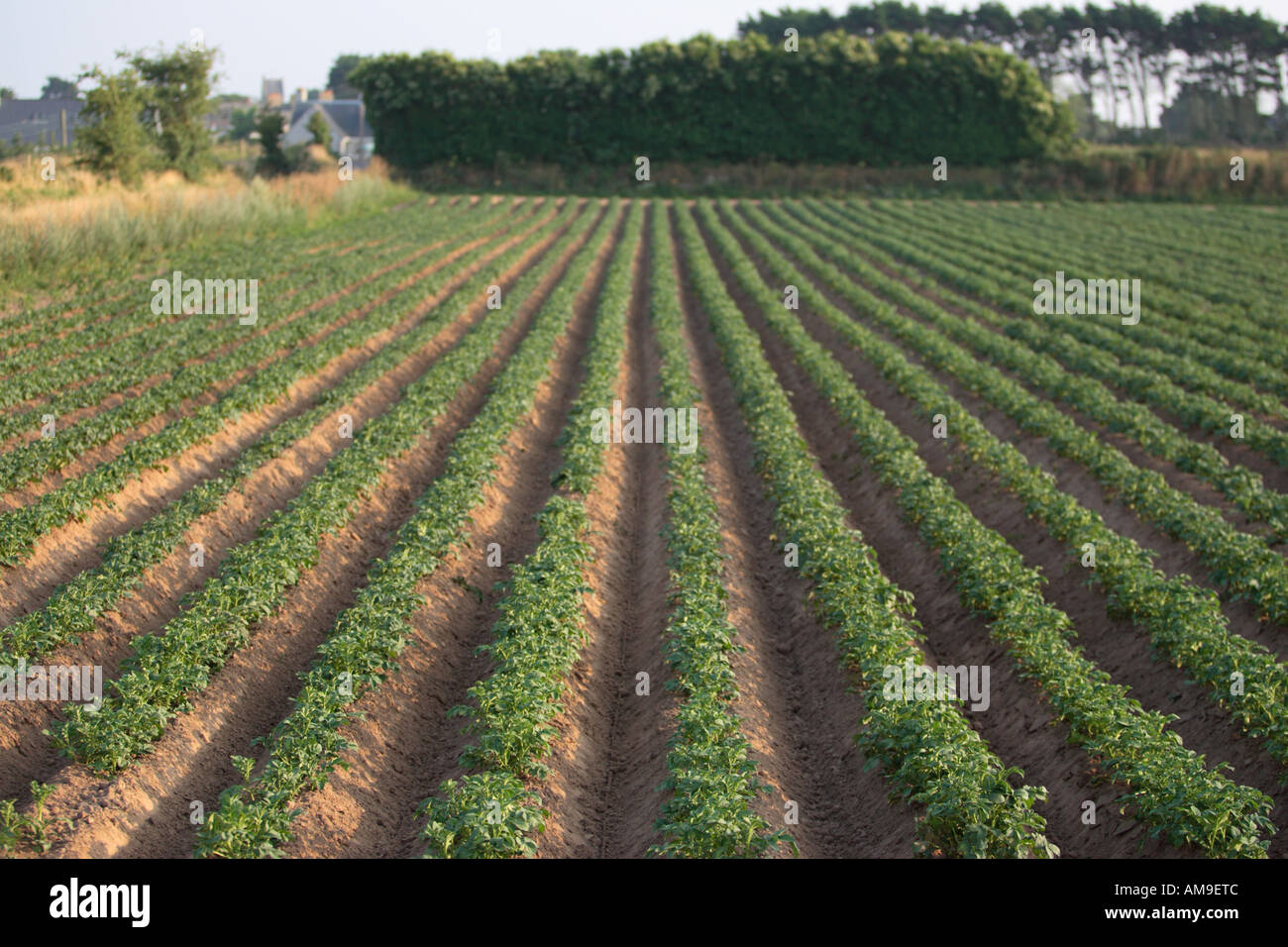 Growing Jersey potatoes Stock Photo Alamy