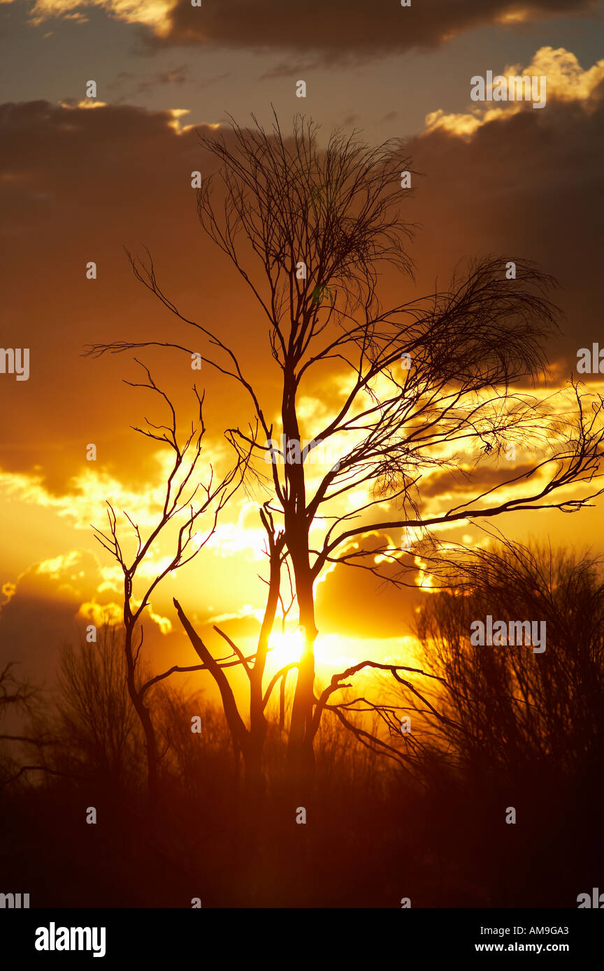 Large Tree Outback Tree at sunset Australian Outback Stock Photo - Alamy