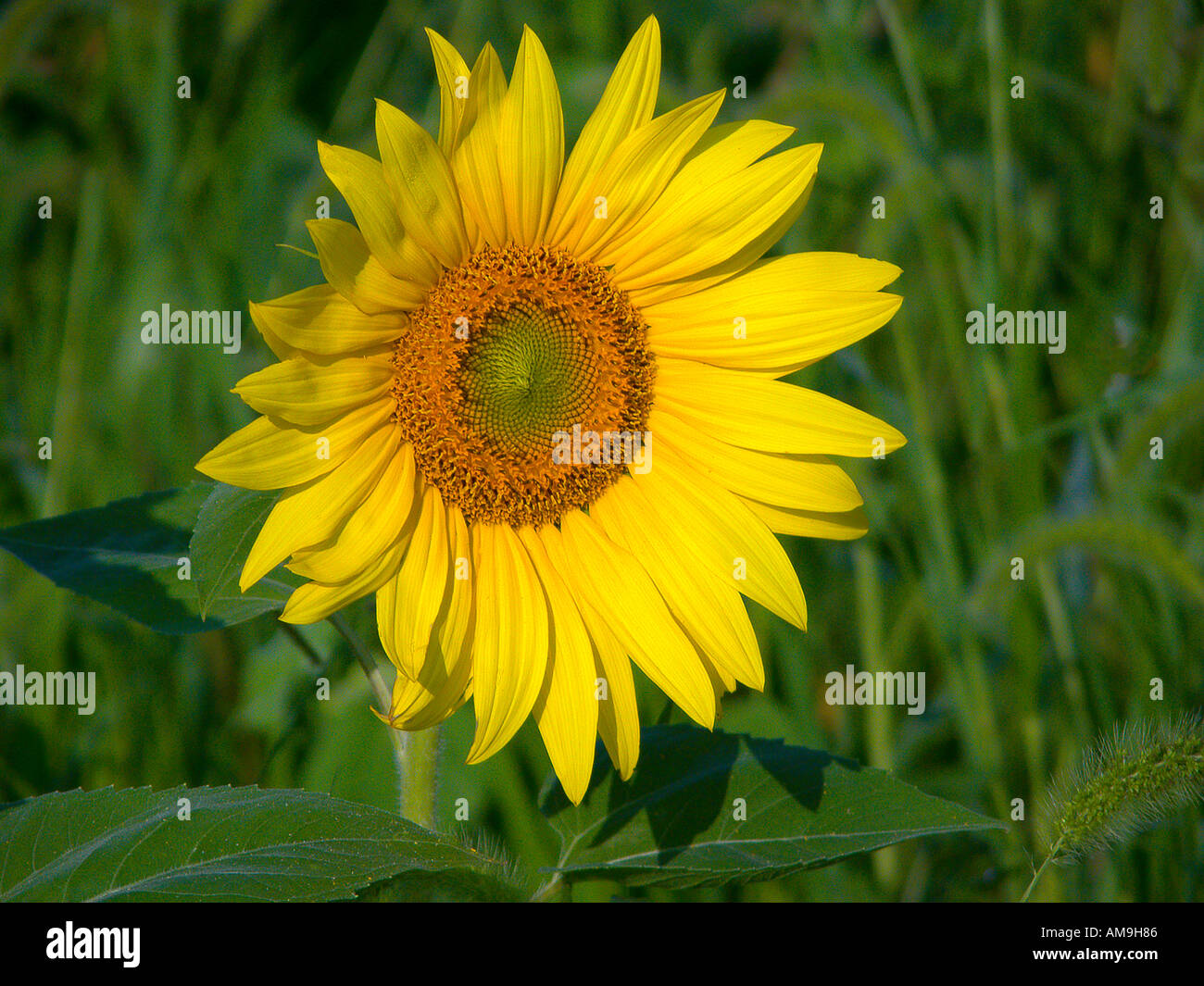 Common sunflower helianthus anuus bloom Stock Photo