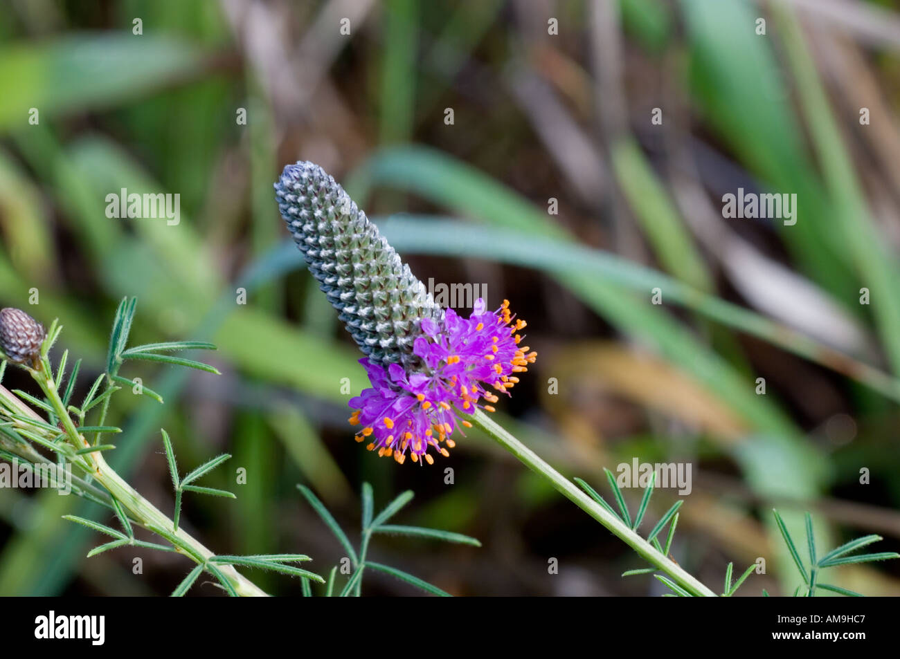 Purple prairie clover Dalea purpurea Stock Photo