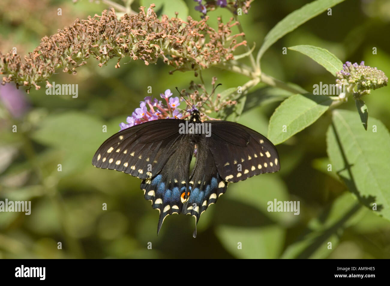 Eastern black swallowtail butterfly nectaring on a Butterfly Bush flower. Stock Photo