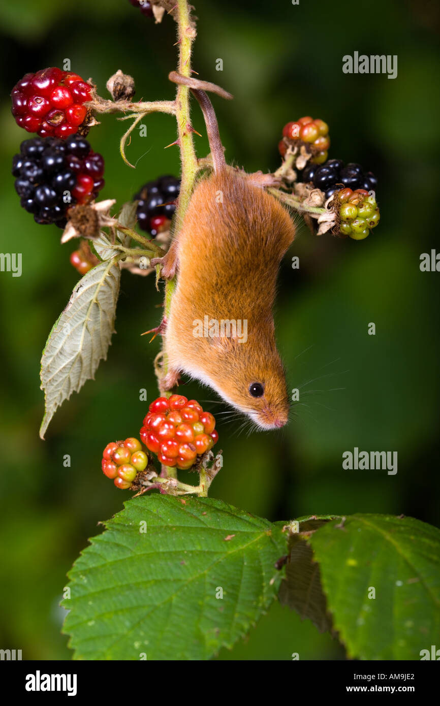 Harvest mouse Micromys minutus using prehensile tail to hang on to Bramble potton bedfordshire Stock Photo
