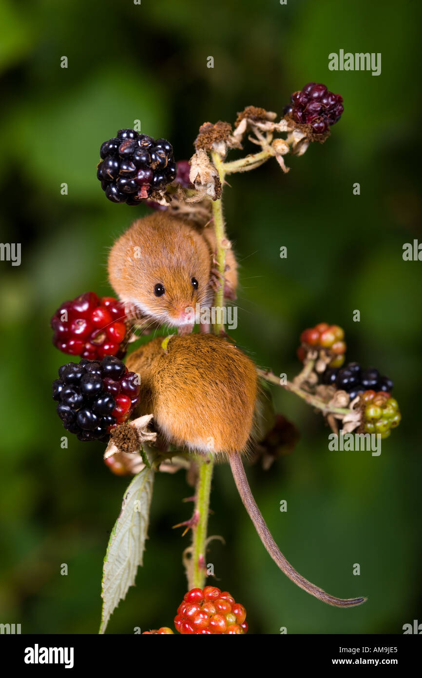 2 Harvest mice Micromys minutus together playing on bramble using prehensile tail to hang on potton bedfordshire Stock Photo