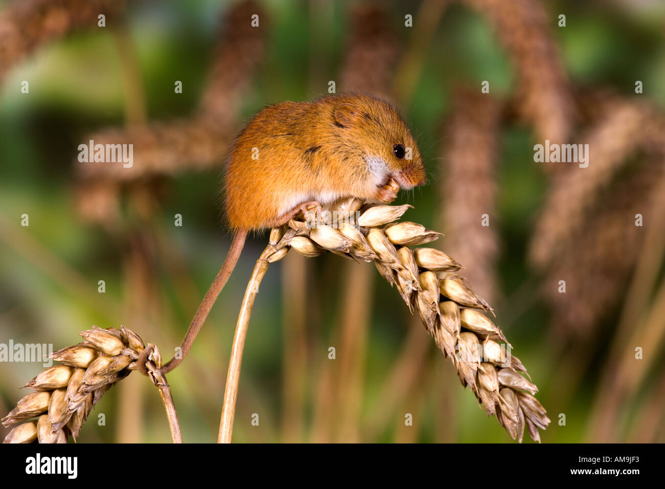 Field mice corn hires stock photography and images Alamy