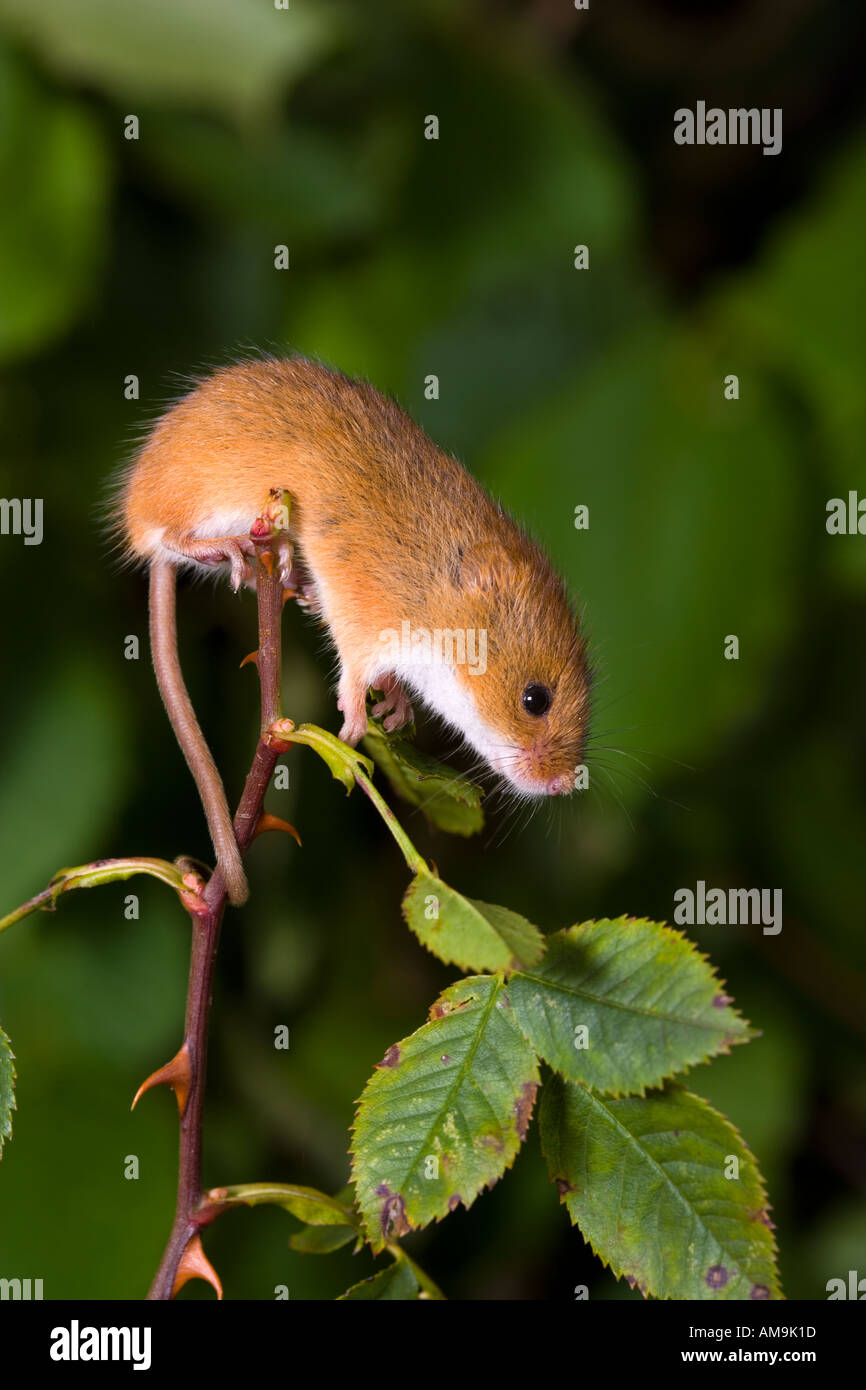 Harvest Mouse Micromys Minutus Climbing On Bramble Using Prehensile ...