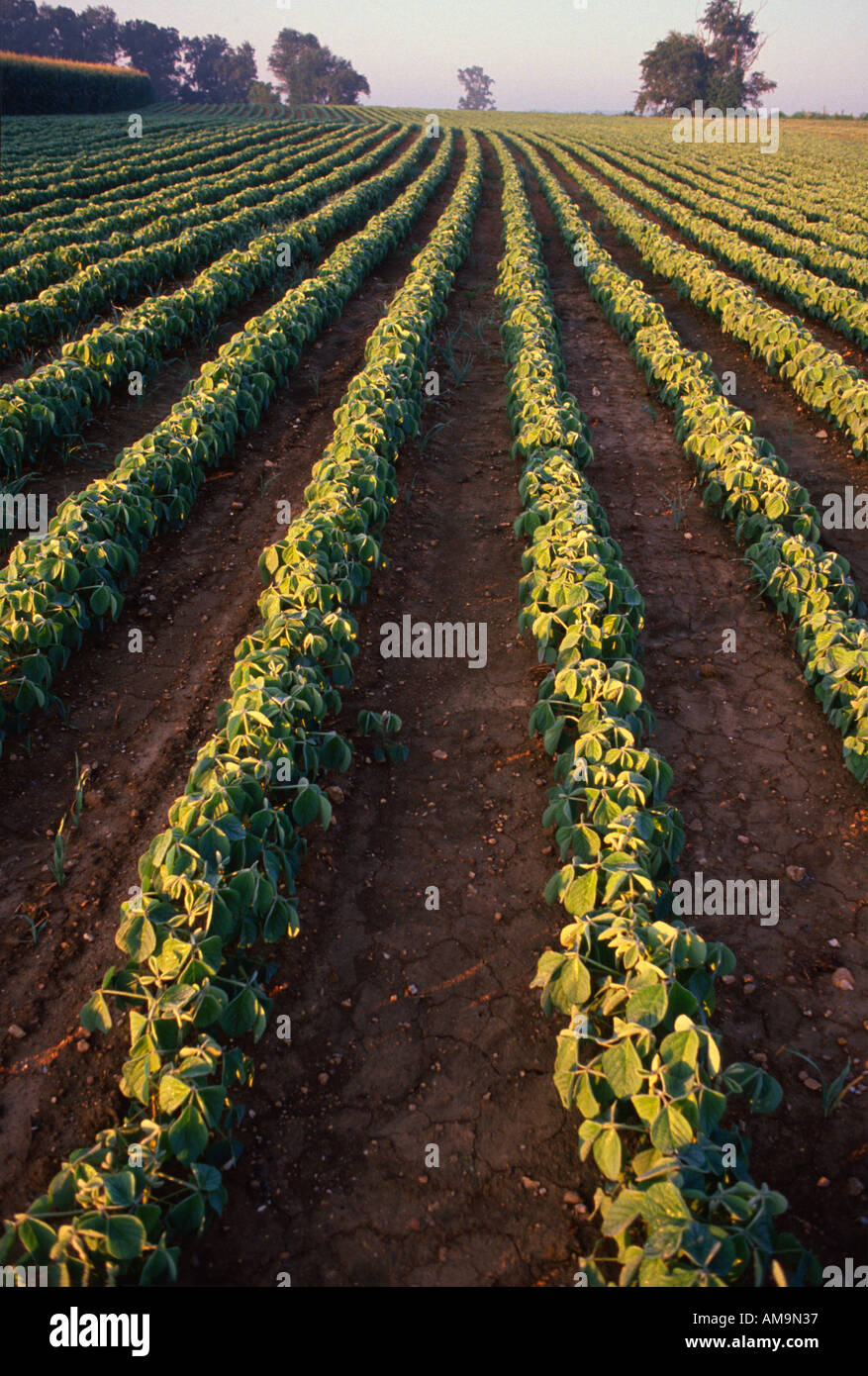 Morning dew on rows of medium aged soybeans growing near Elizabethtown Pennsylvania USA Stock Photo