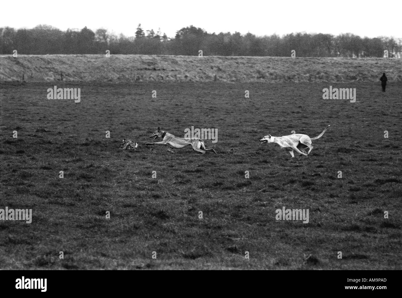 Hare Coursing England Stock Photo