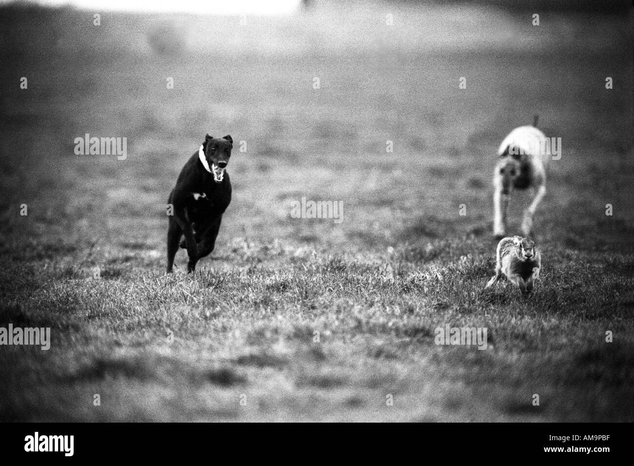 Hare Coursing England Stock Photo