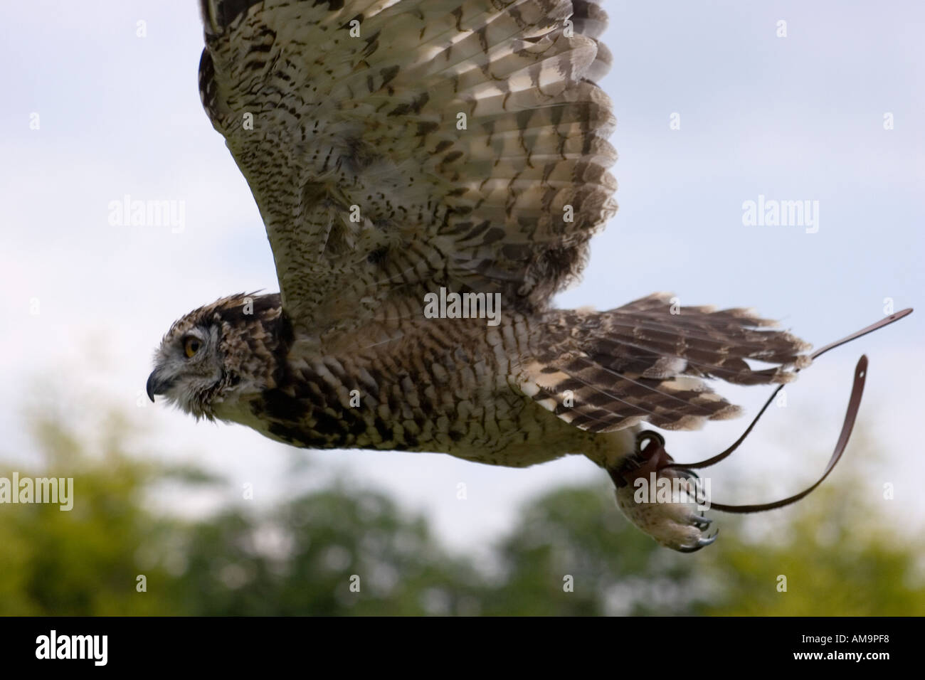 Eagle Owl in flight Stock Photo