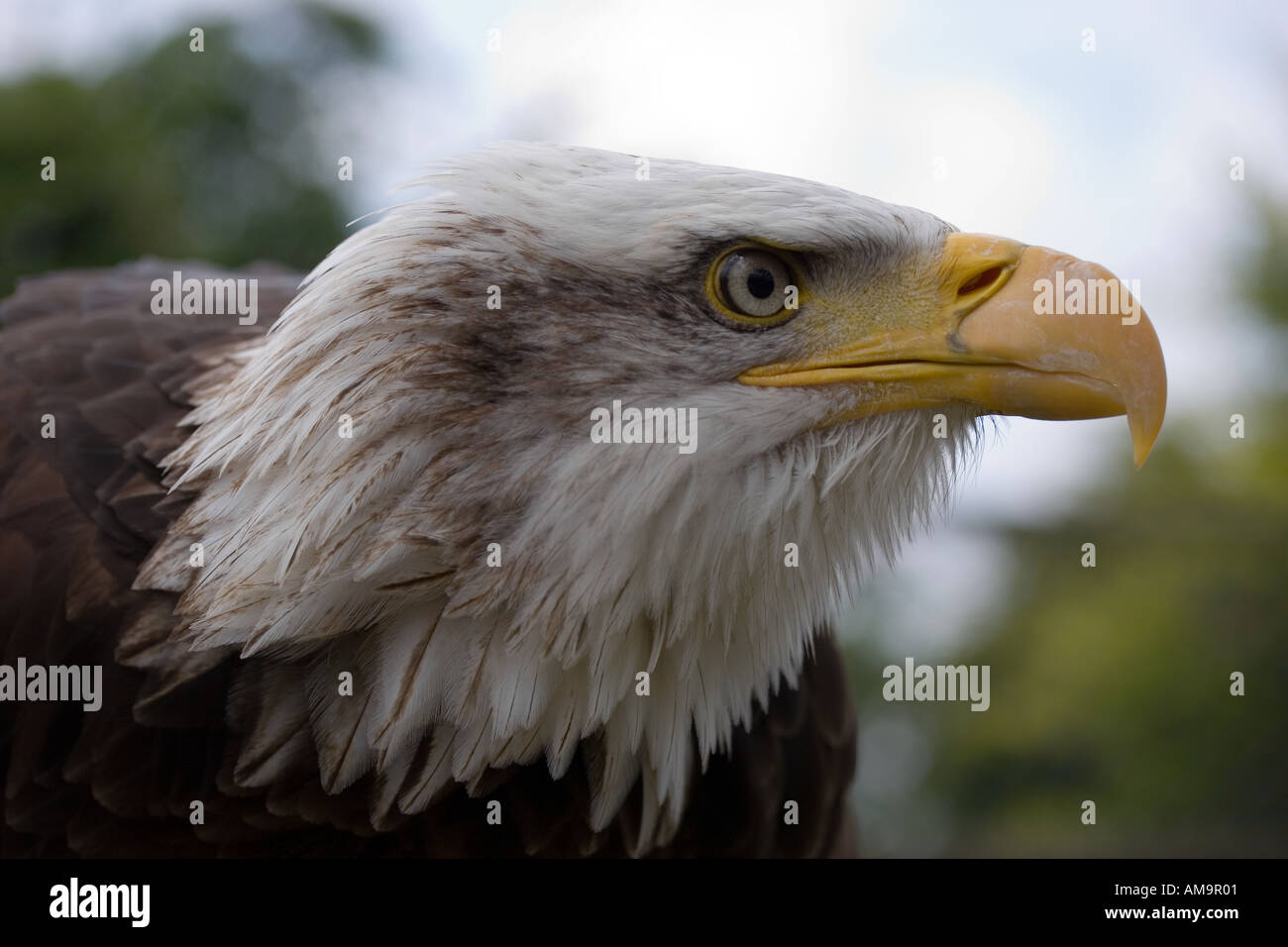 American Bald Eagle Stock Photo