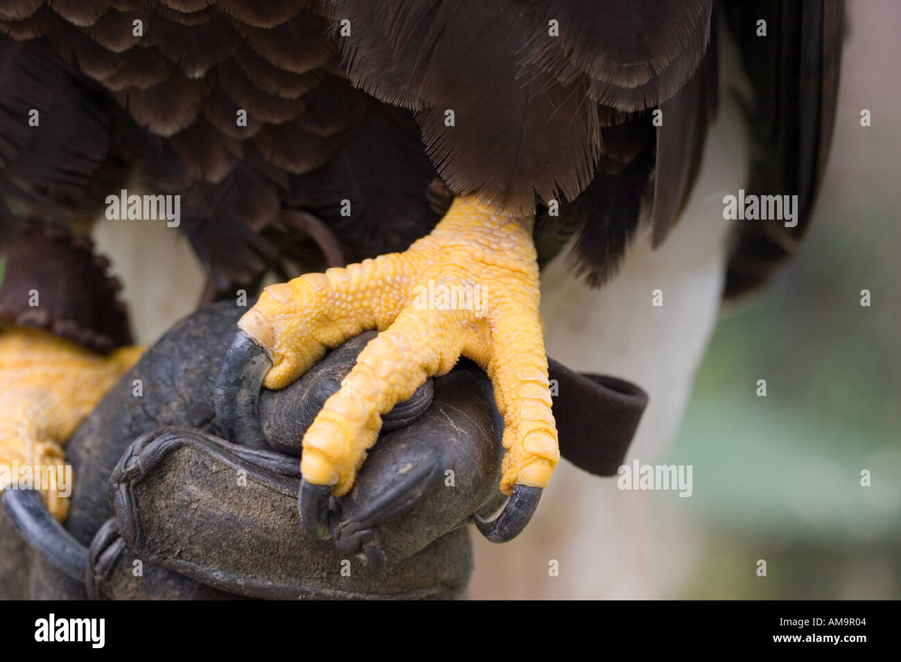 American Bald Eagle Feet Stock Photo - Alamy
