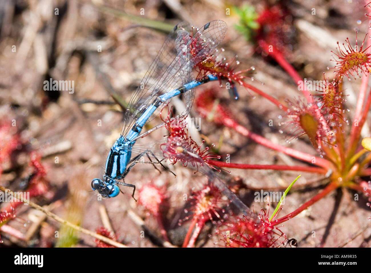 Common blue damselfly hi-res stock photography and images - Alamy