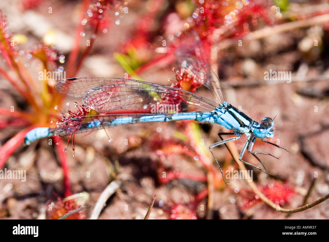 Common Blue Damselfly trapped by a sundew Stock Photo - Alamy