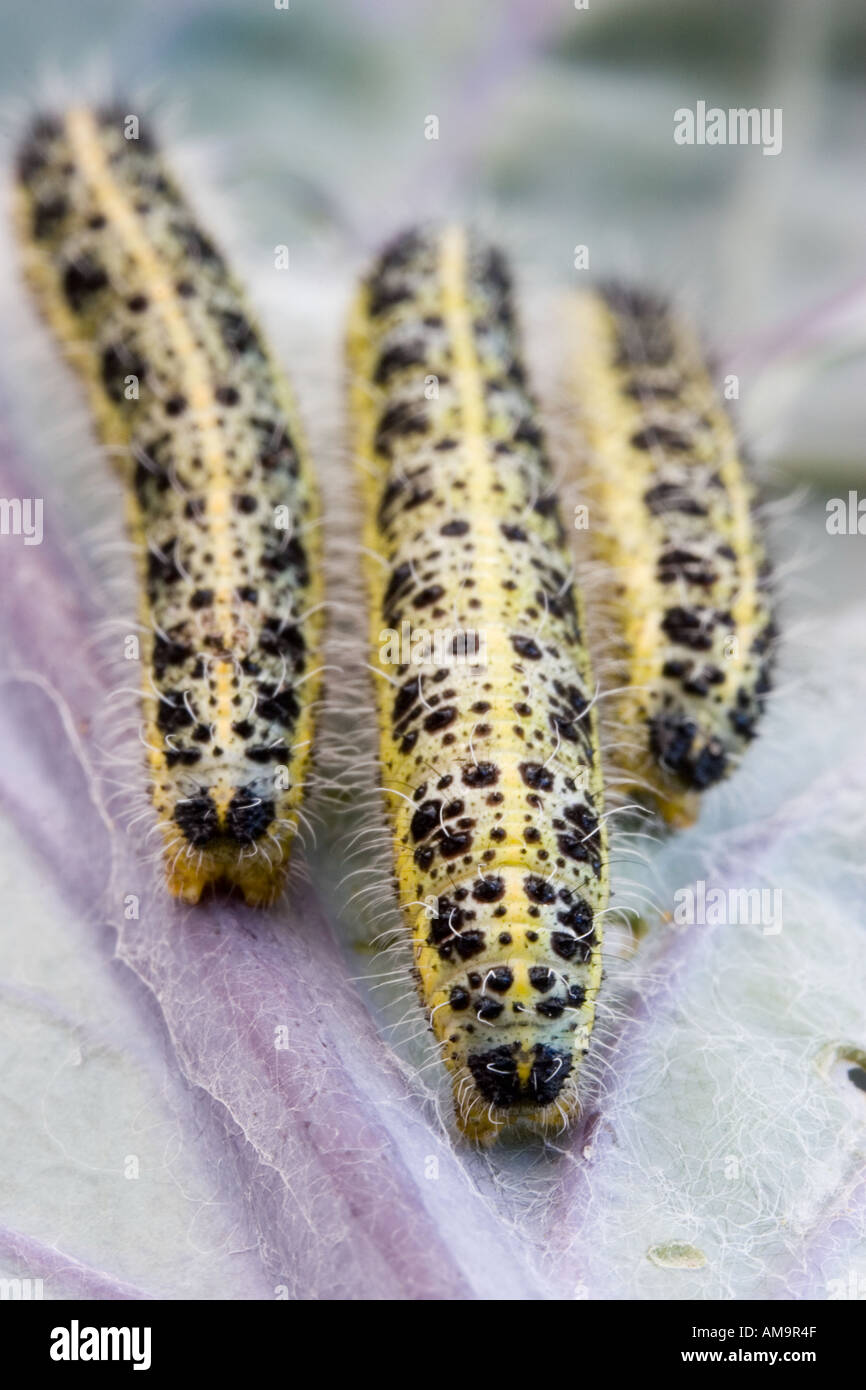 Large white butterfly caterpillars hi-res stock photography and images ...