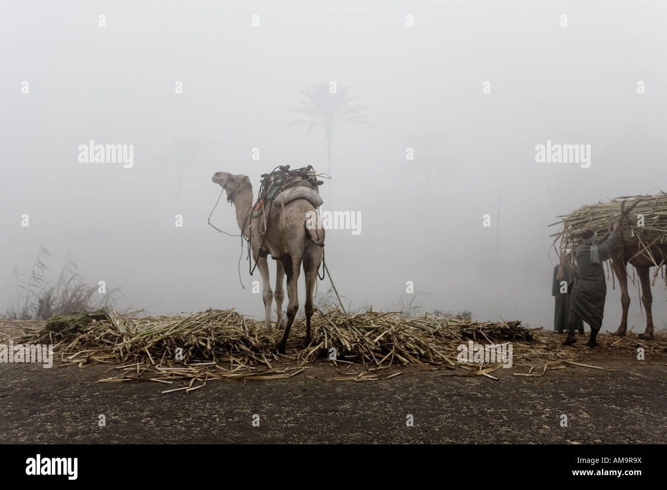 Mist rising from canal with camel and sugar cane crop in foreground , Middle Egypt , North Africa Stock Photo