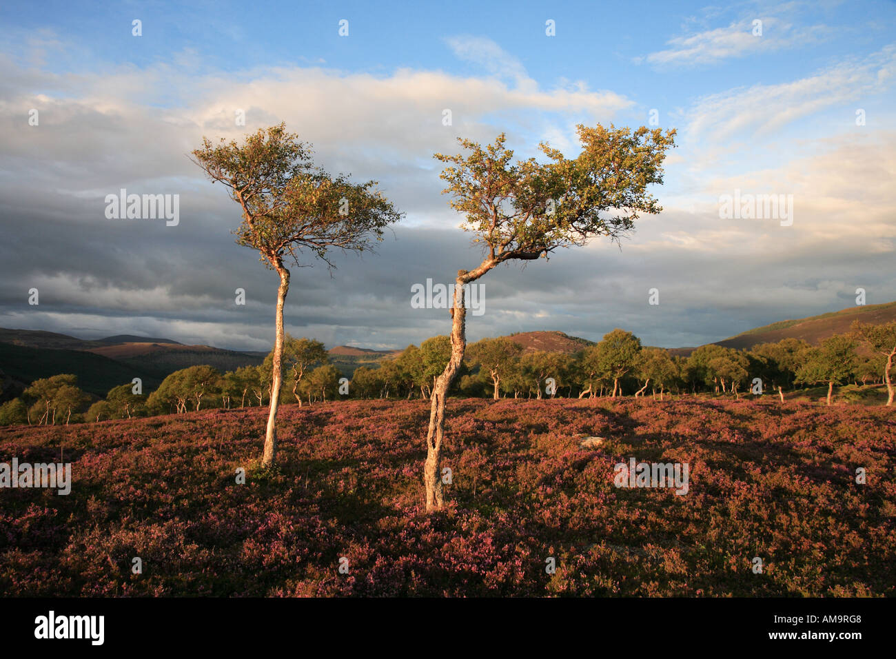 Morrone Birkwood  Scottish heather moors and stunted Silver Birch trees  on Mar Estate, Braemar Aberdeenshire Scotland, UK Cairngorms National Park. Stock Photo