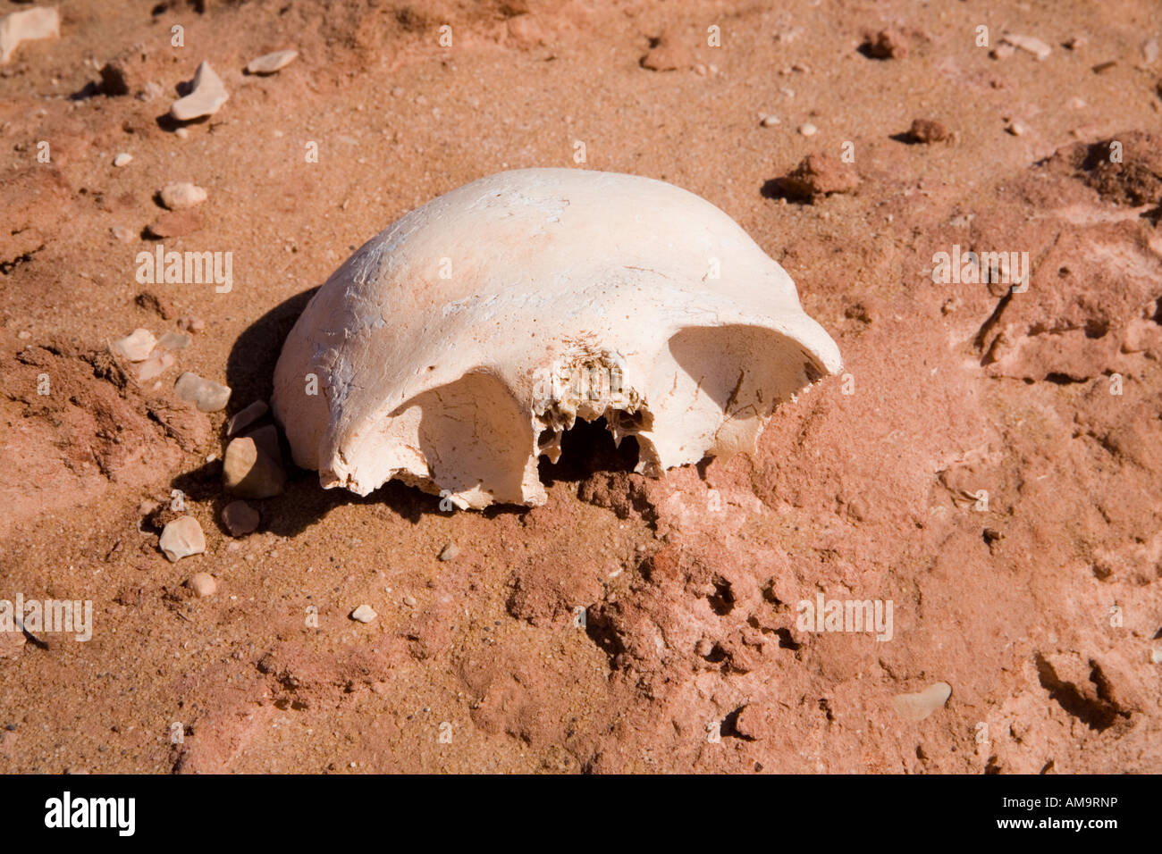 Human skull  on ground surface at the  ancient cemetery of Ain Tirghi, Dakhla Oasis, Egypt, North Africa Stock Photo