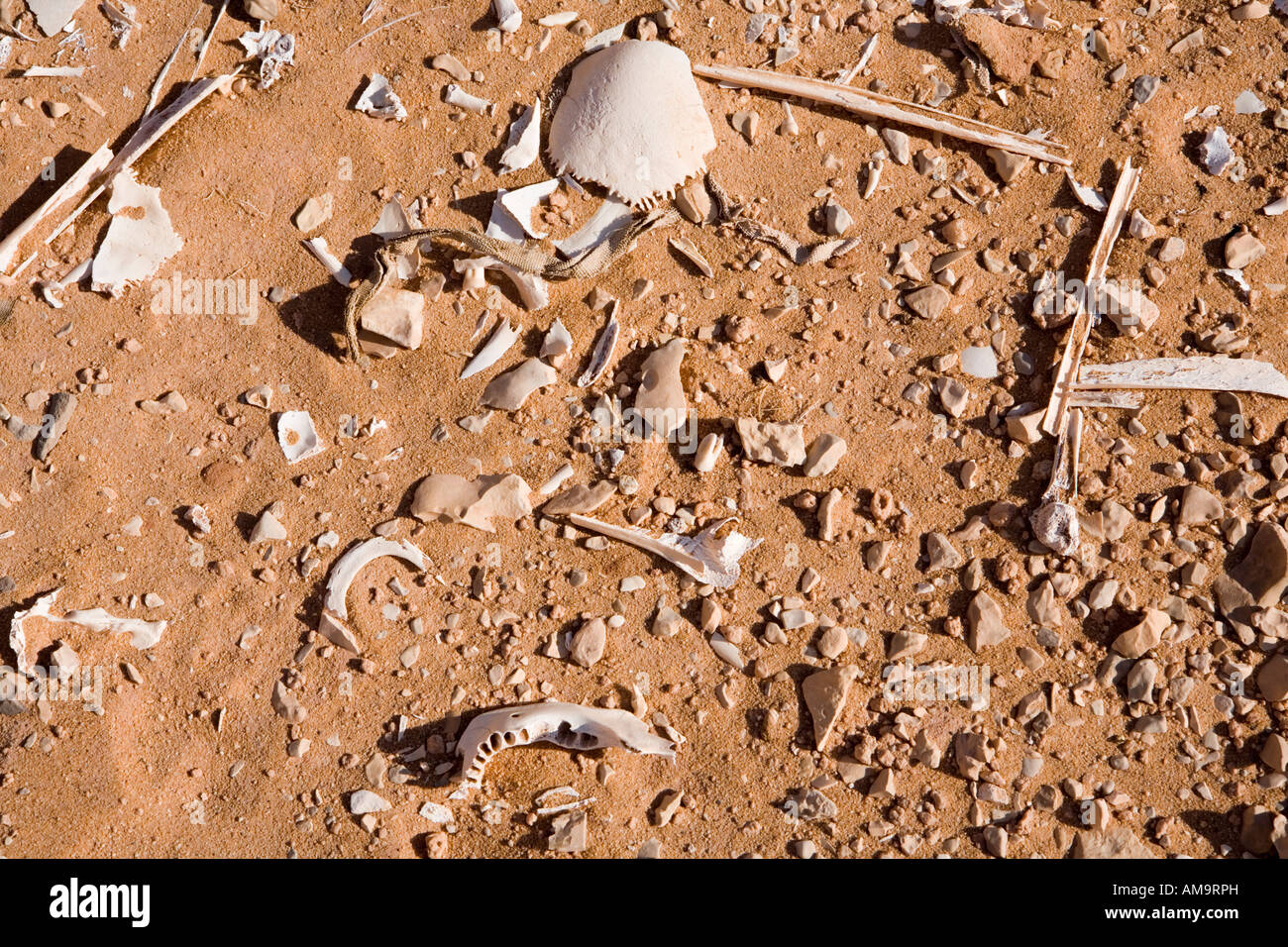 Human remains on ground surface at the cemetery of Ain Tirghi, Dahkla Oasis, Egypt, North Africa Stock Photo