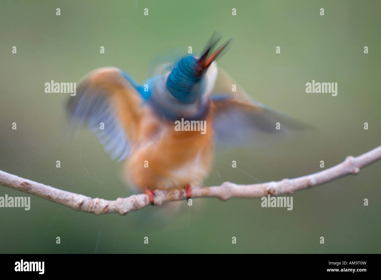 kingfisher Alcedo atthis shaking whilst on perch Stock Photo