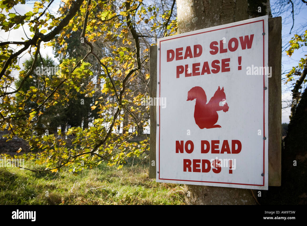 Red Squirrel warning on roadside in the Lake District Stock Photo - Alamy