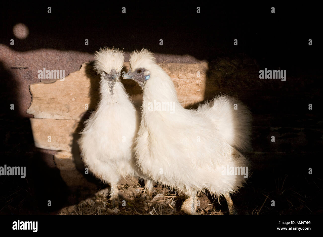 Pair white Silkie chicken in sunlight of backyard Stock Photo Alamy