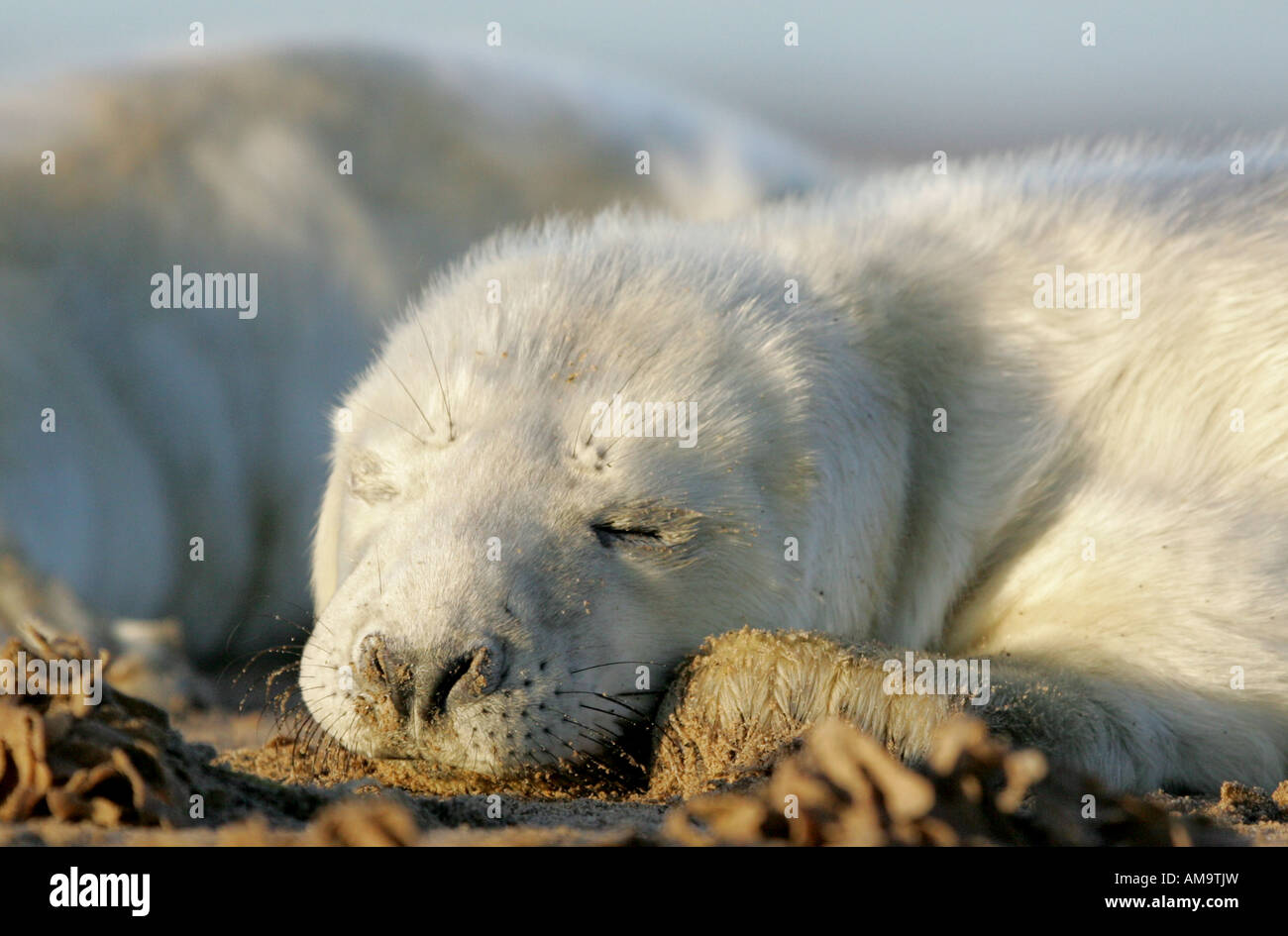 Grey seal pup sleeping hi-res stock photography and images - Alamy