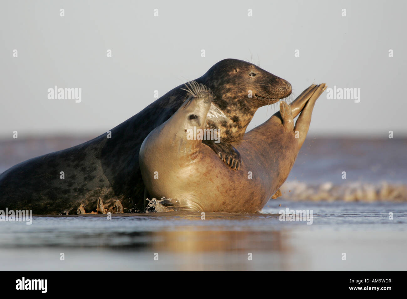 A pair of Grey Seals showing affection Stock Photo Alamy