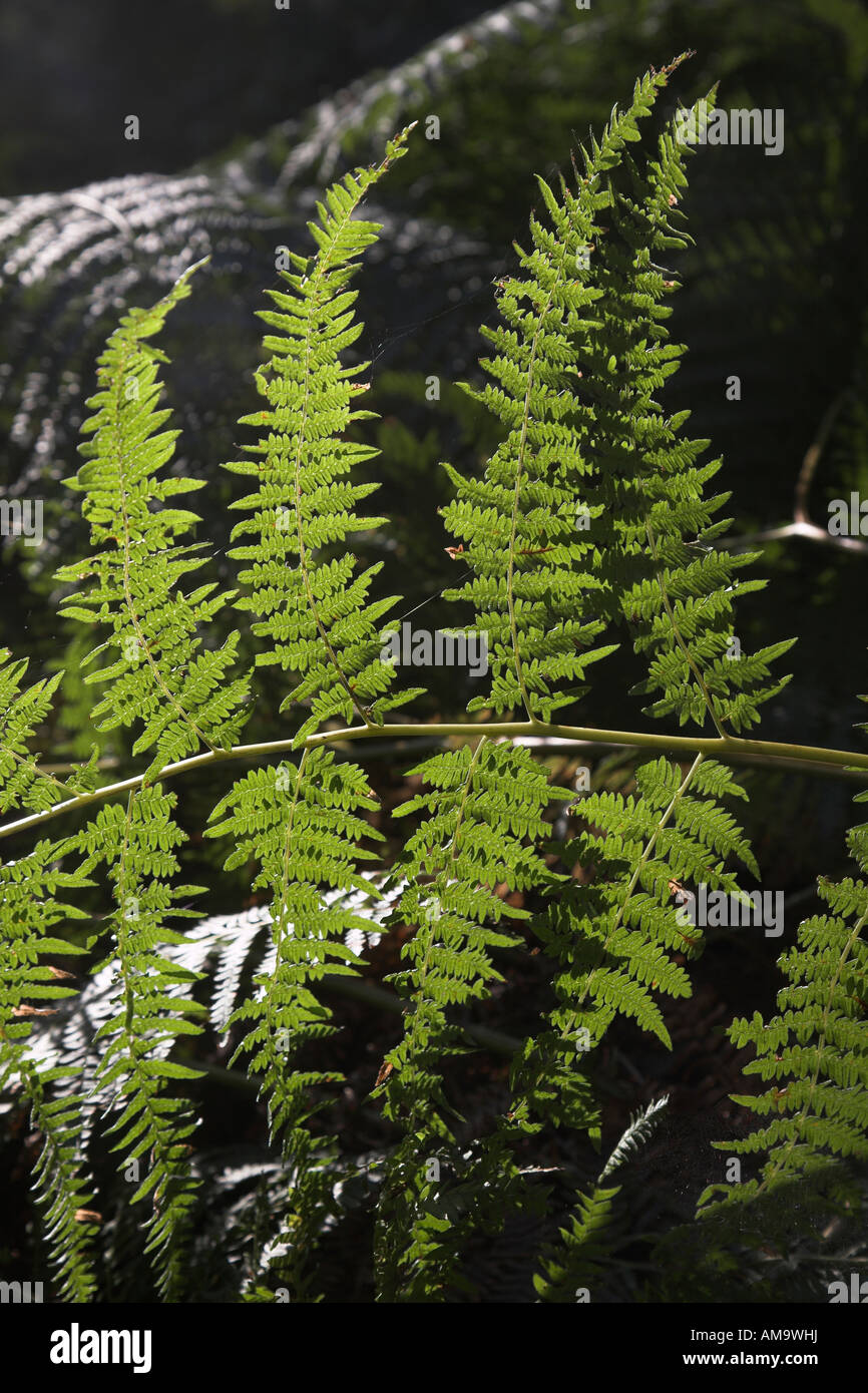 Pteridium aquilinum bracken fern leaf fronds Stock Photo