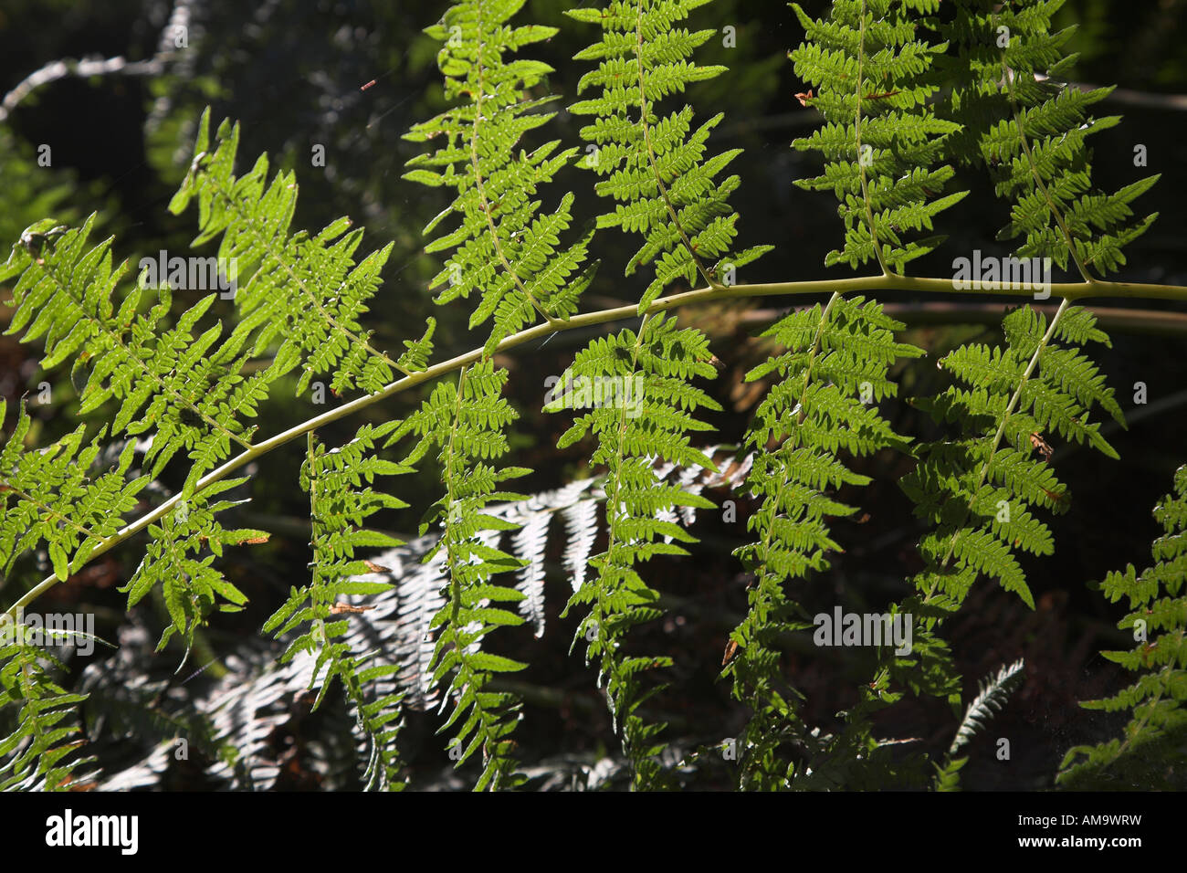 Pteridium aquilinum bracken fern leaf fronds Stock Photo