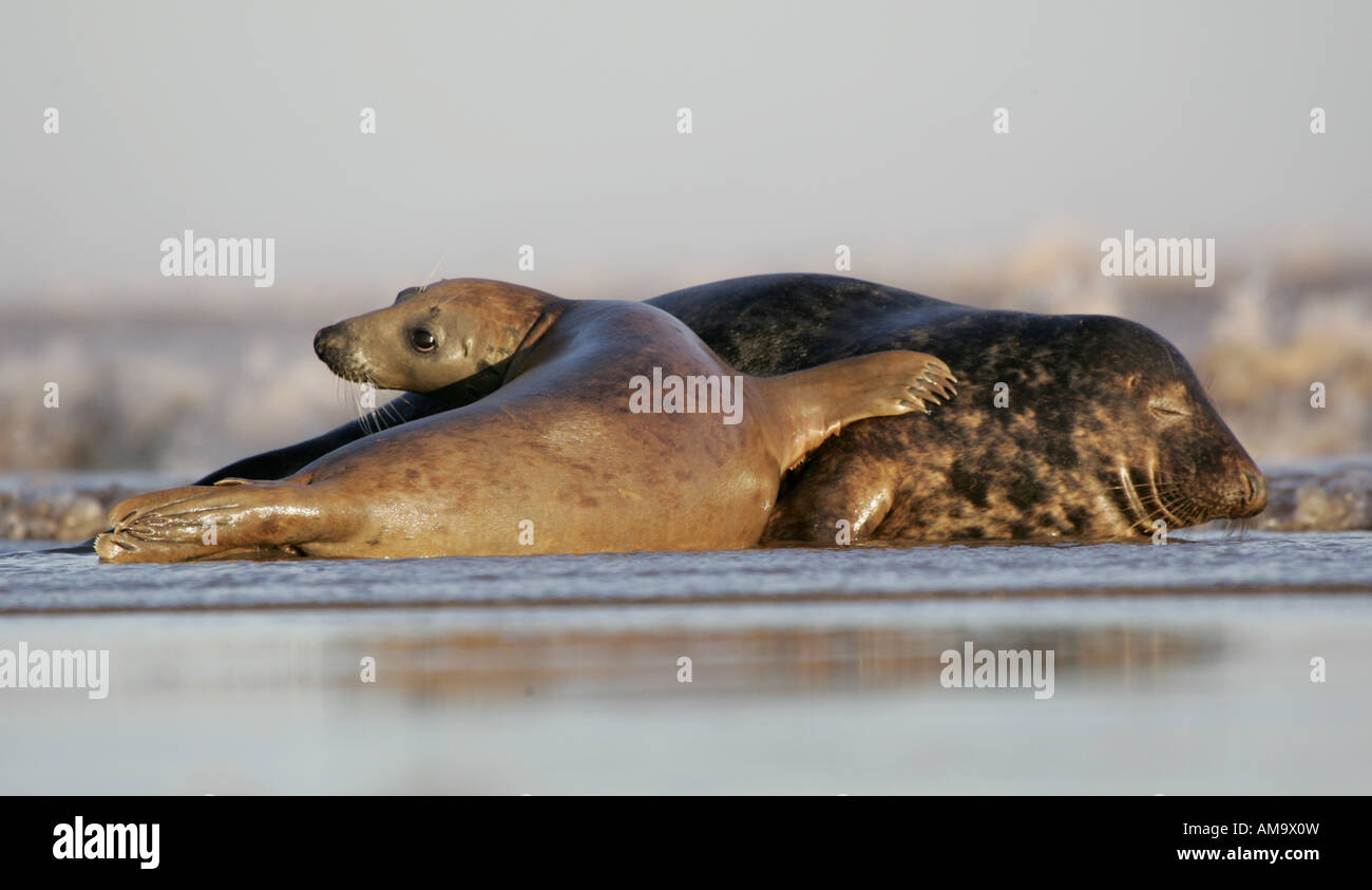 Bull island dublin seals hires stock photography and images Alamy