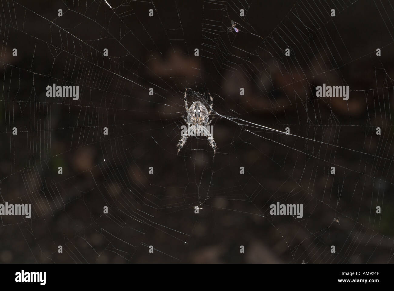 Spider Spinning a  Stock Photo Alamy